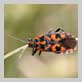 Makro Tiere