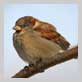 andere Tiere